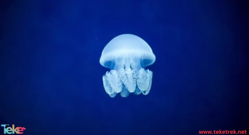 jellyfish