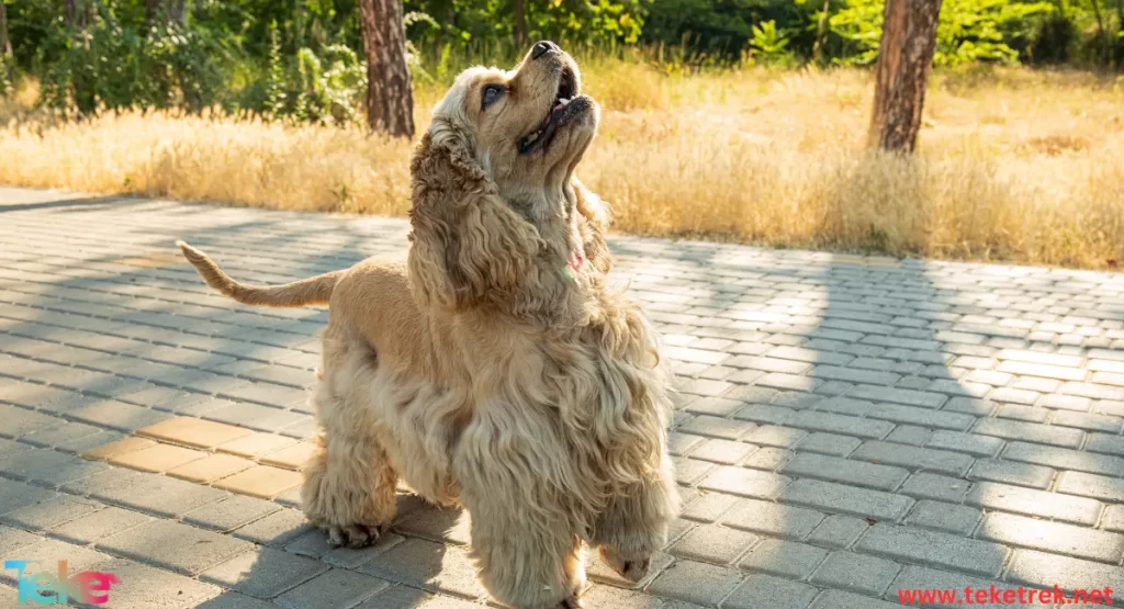 Afghan hound