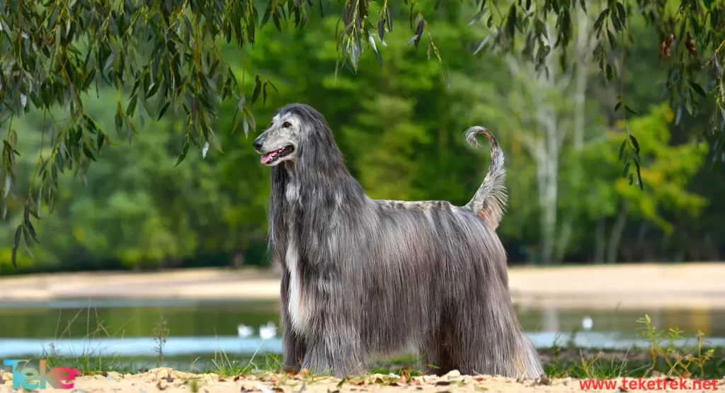 Afghan hound