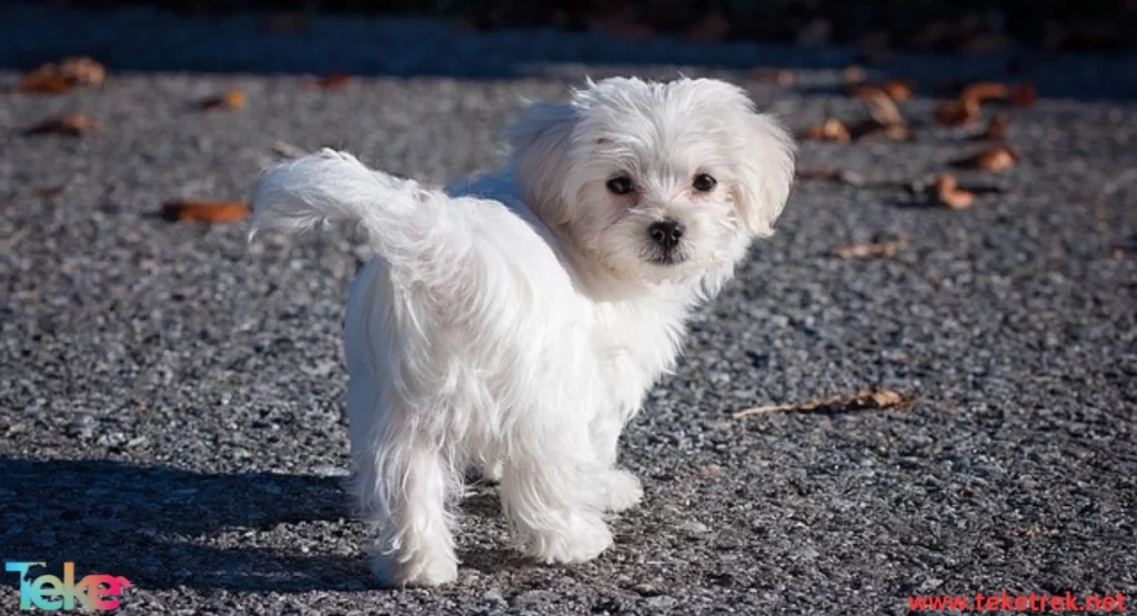 The Maltese Dog