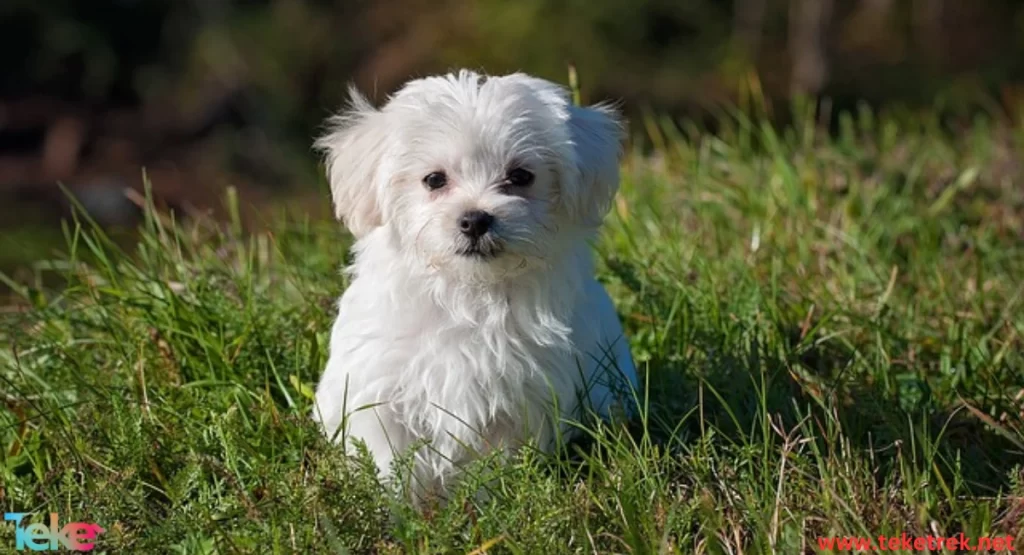 The Maltese Dog