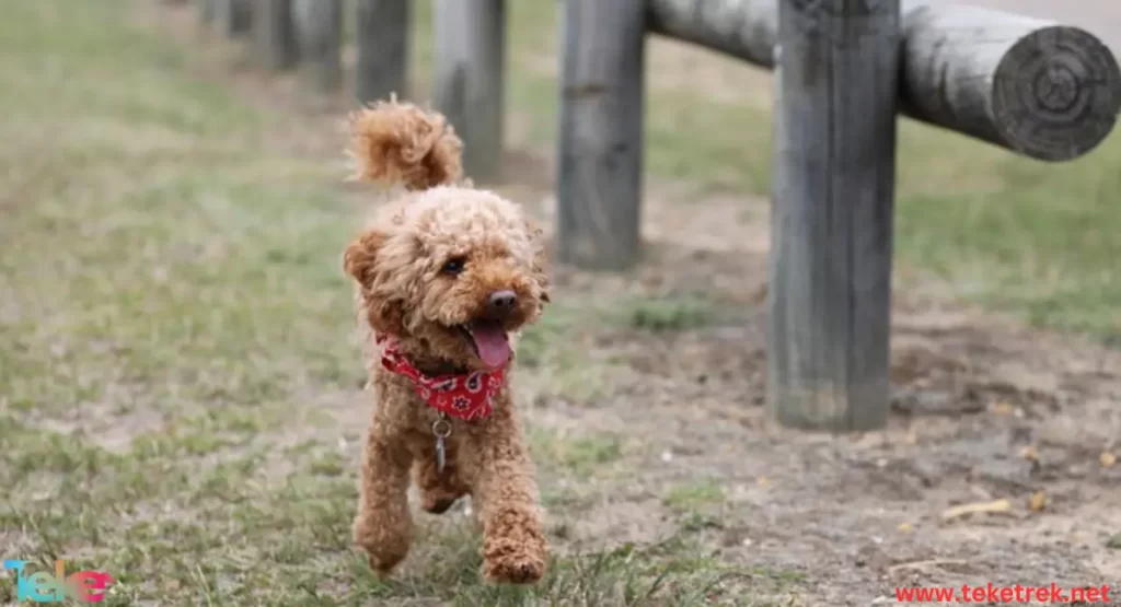 Toy Poodle