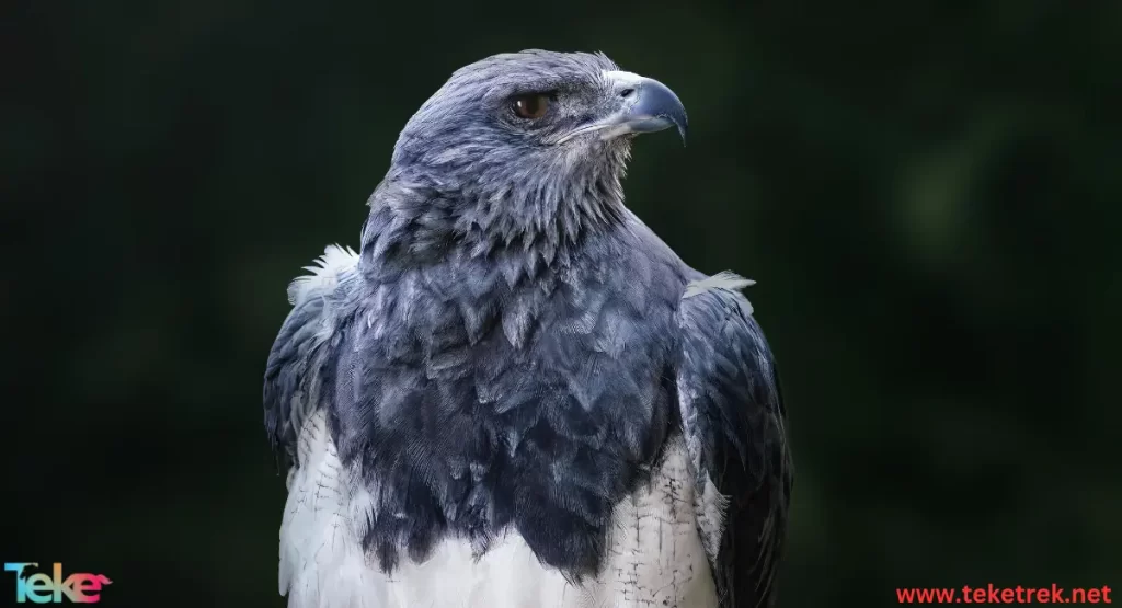 Harpy eagle