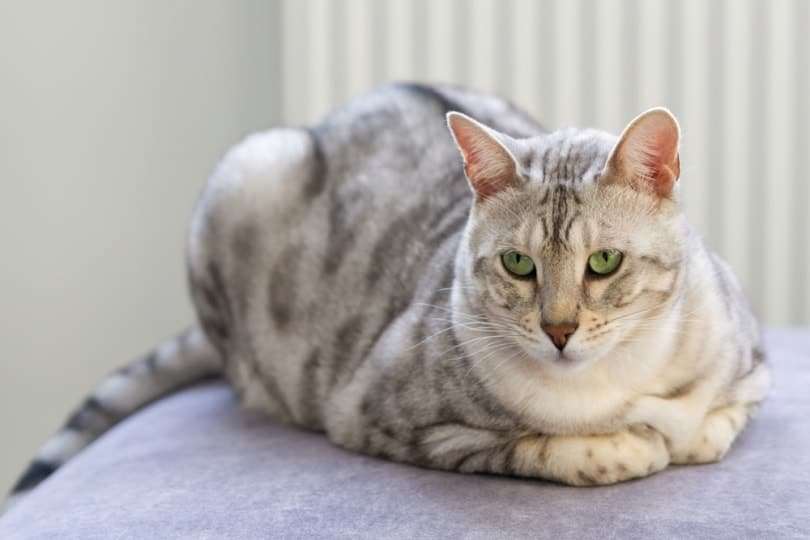 Silver-Bengal