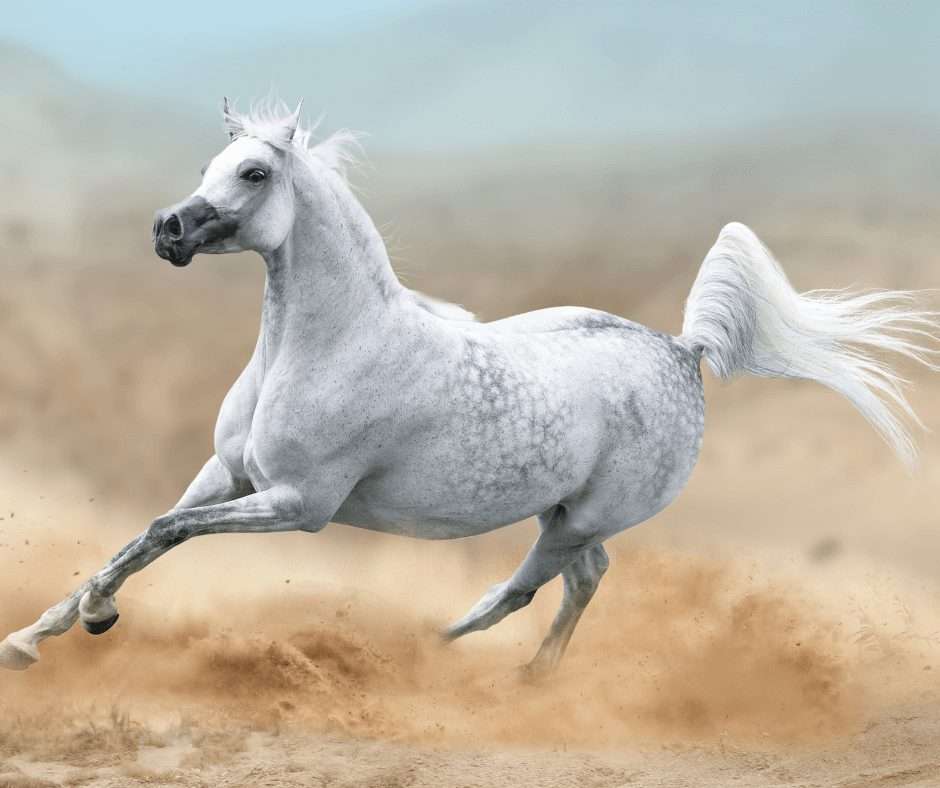الحصان العربي