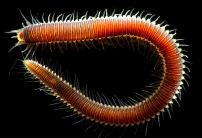 annelid worms