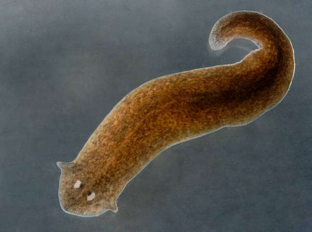 flatworms