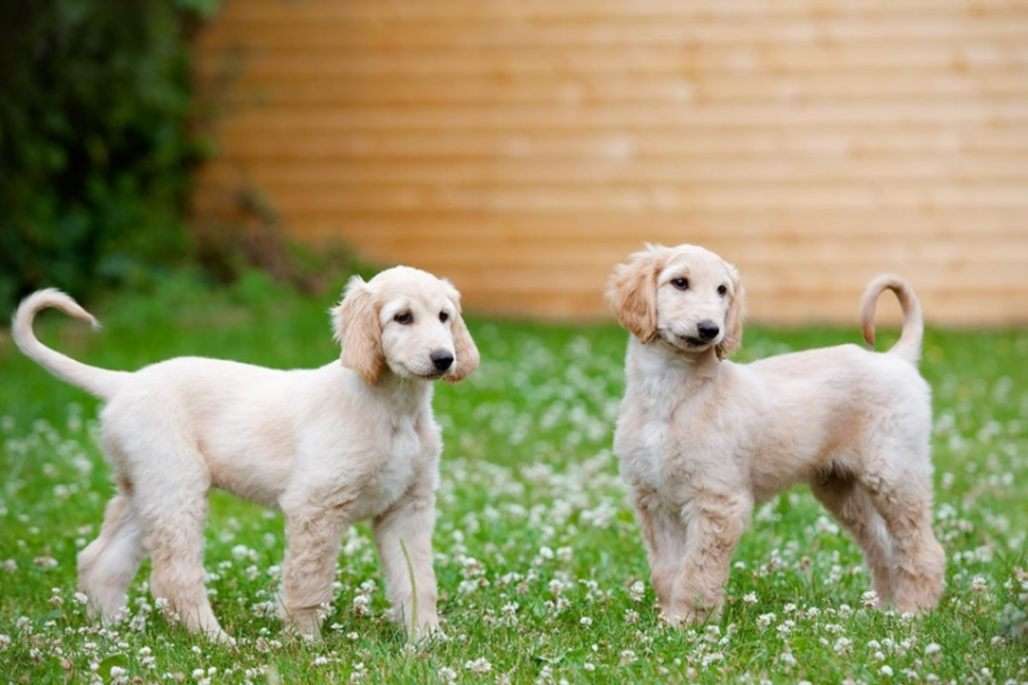 Afghan Hound