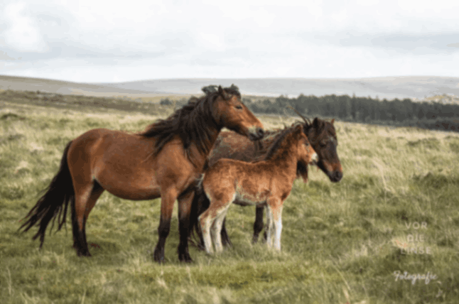 The Dartmoor Pony