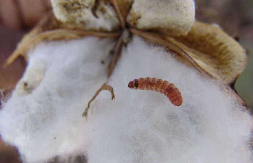 cotton worm