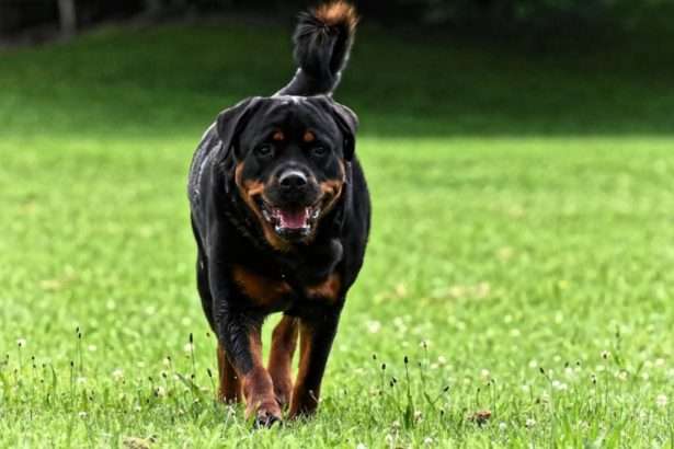 Rottweiler dog