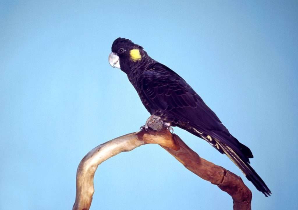 Yellow-Tailed Black Parrot