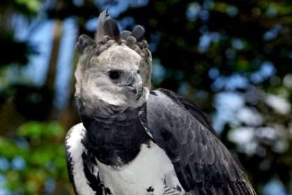 harpy eagle 