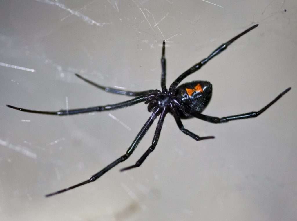 The Black Widow Spider (Latrodectus spp.)