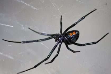 عنكبوت الأرملة السوداء (Black widow spider)