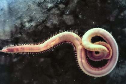 annelid worms