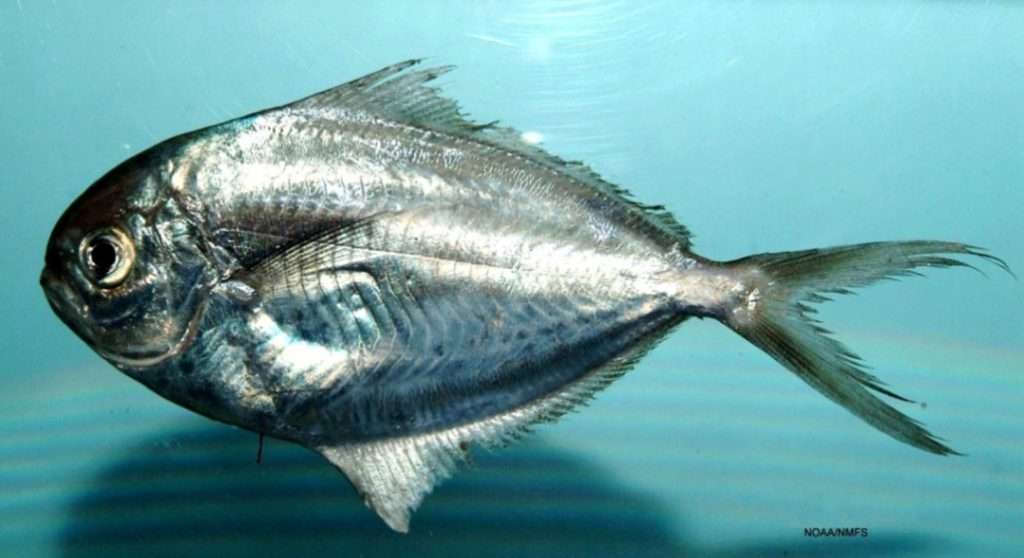 Zubaidi fish
