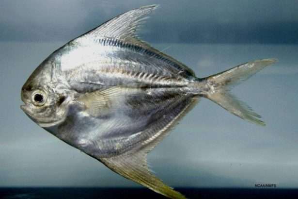 سمكة الزبيدي