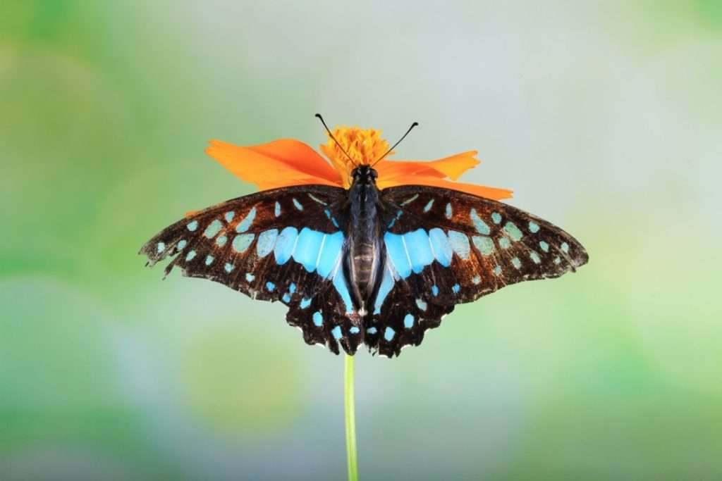 Butterfly photos