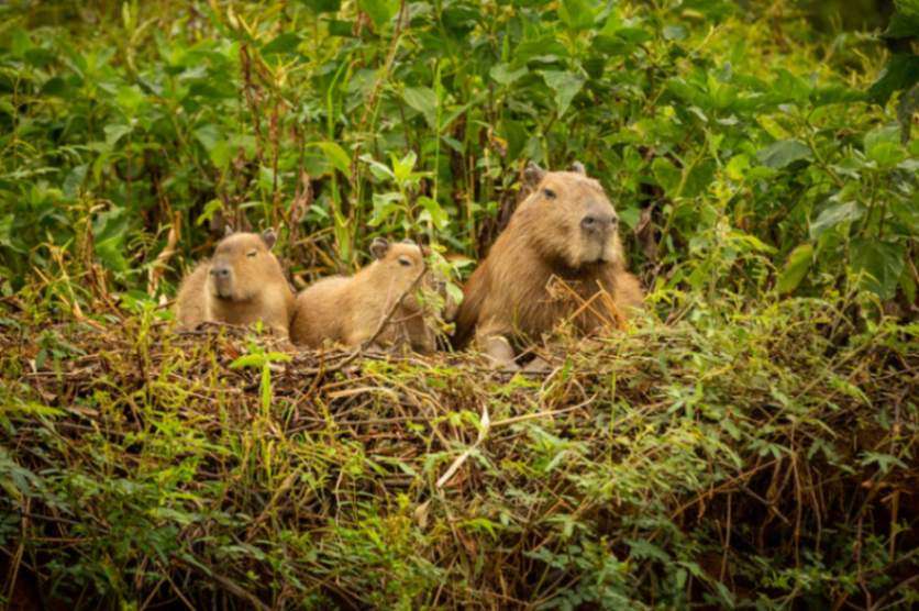 capybara-nature-habitat-northern-pantanal-biggest-rondent-wild-america-south-american-wildlife-beauty-nature.