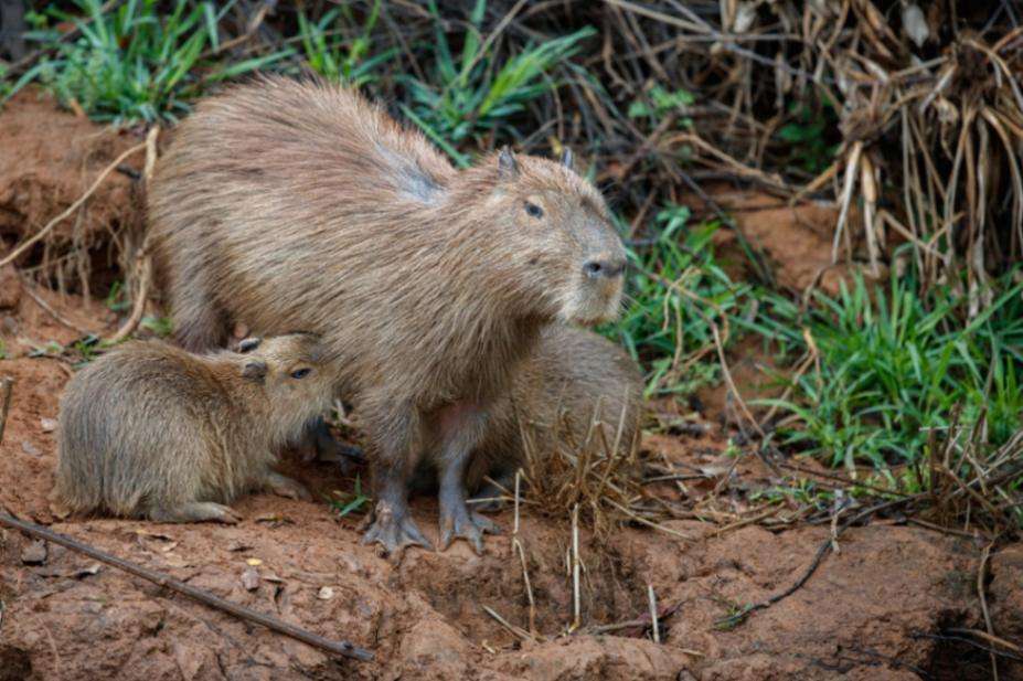 capybara-nature-habitat-northern-pantanal.