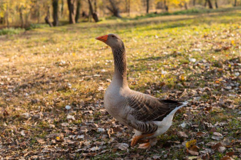 close-up-rural-farm-growing-cute-Goose
