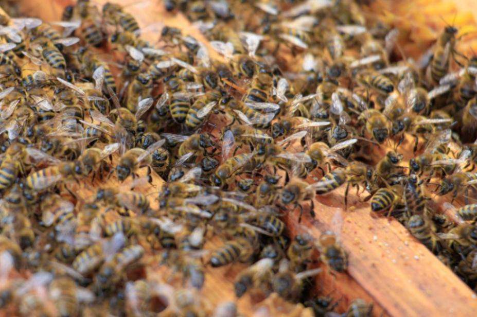 Yemeni Bees