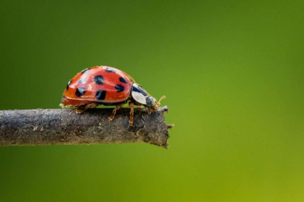 closeup-shot-ladybug-branch.