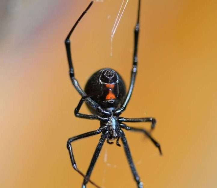 عنكبوت الأرملة السوداء (Black widow spider)