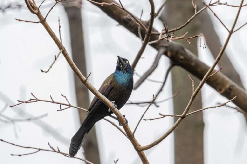 European-starling-tree-branch-with-blurred-background