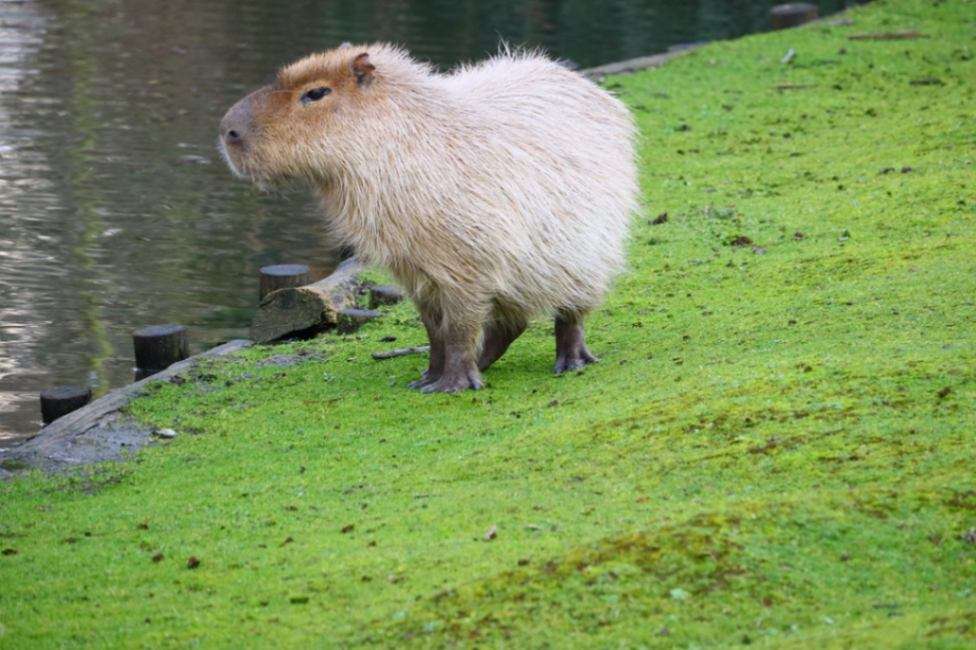  Capybara