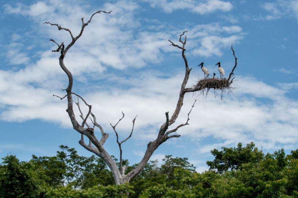 stork-nest-high-dry-tree-Brazilian
