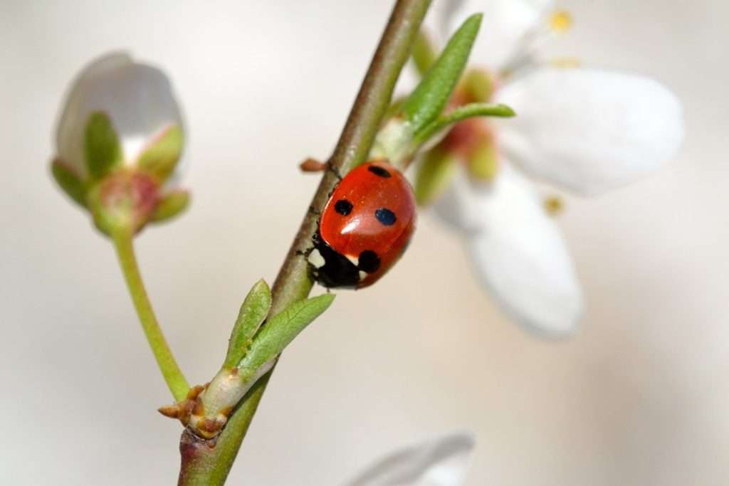 ladybug-white-flower.