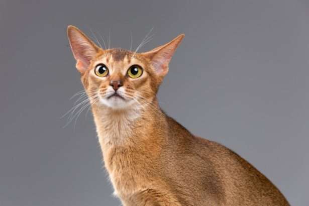 The Abyssinian Cat