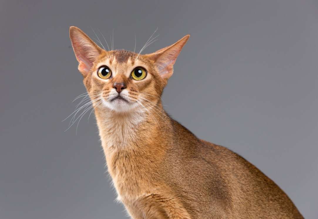 The Abyssinian Cat