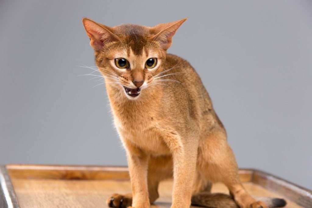 The Abyssinian Cat