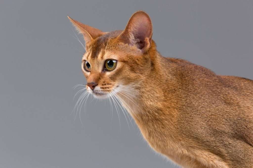 The Abyssinian Cat