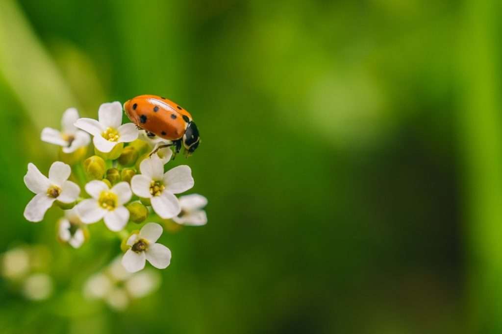 focus-shot-ladybird-beetle-flower-afield-captured-sunny-day