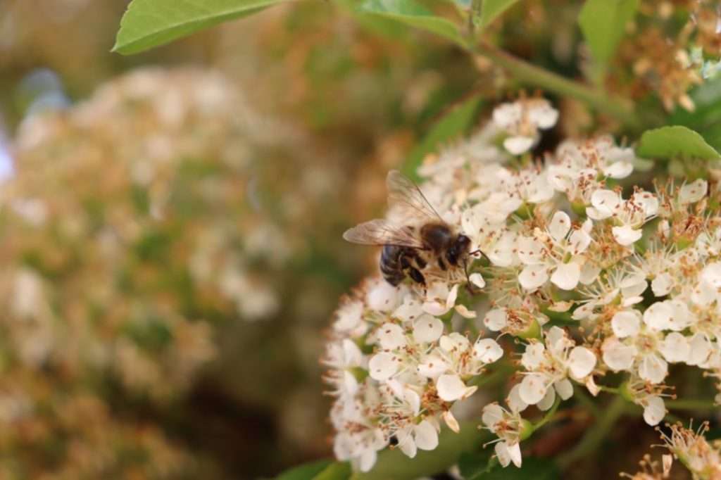 النحل اليمني