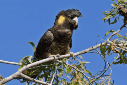 الببغاء الأسود أصفر الذيل
(Yellow-tailed black cockatoo)