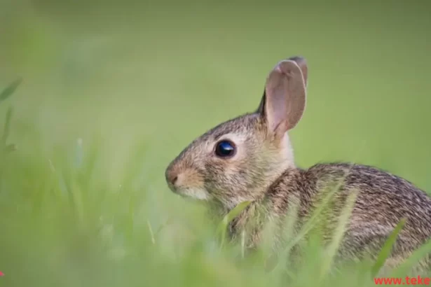 Rabbits