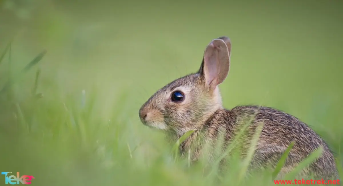 Rabbits