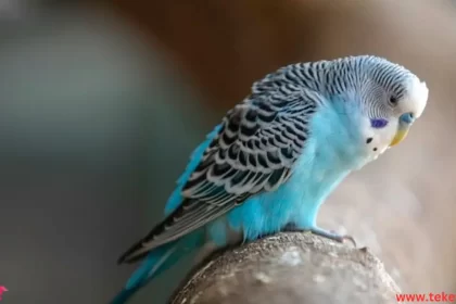 Budgerigar  