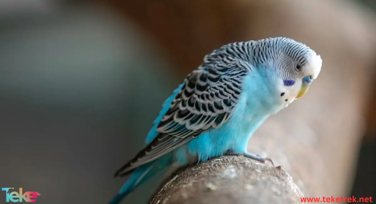 Budgerigar  