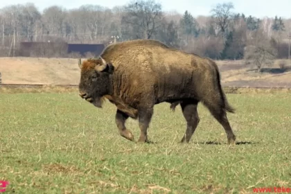 Bison