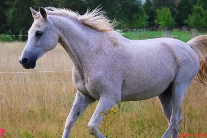 Arabian horse