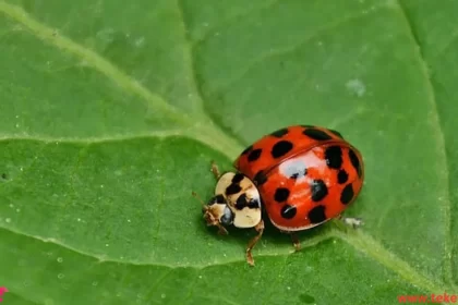 Ladybug