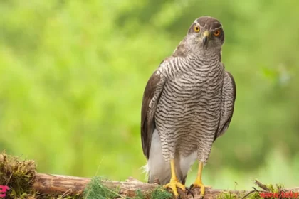 Goshawk