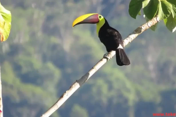 toucan