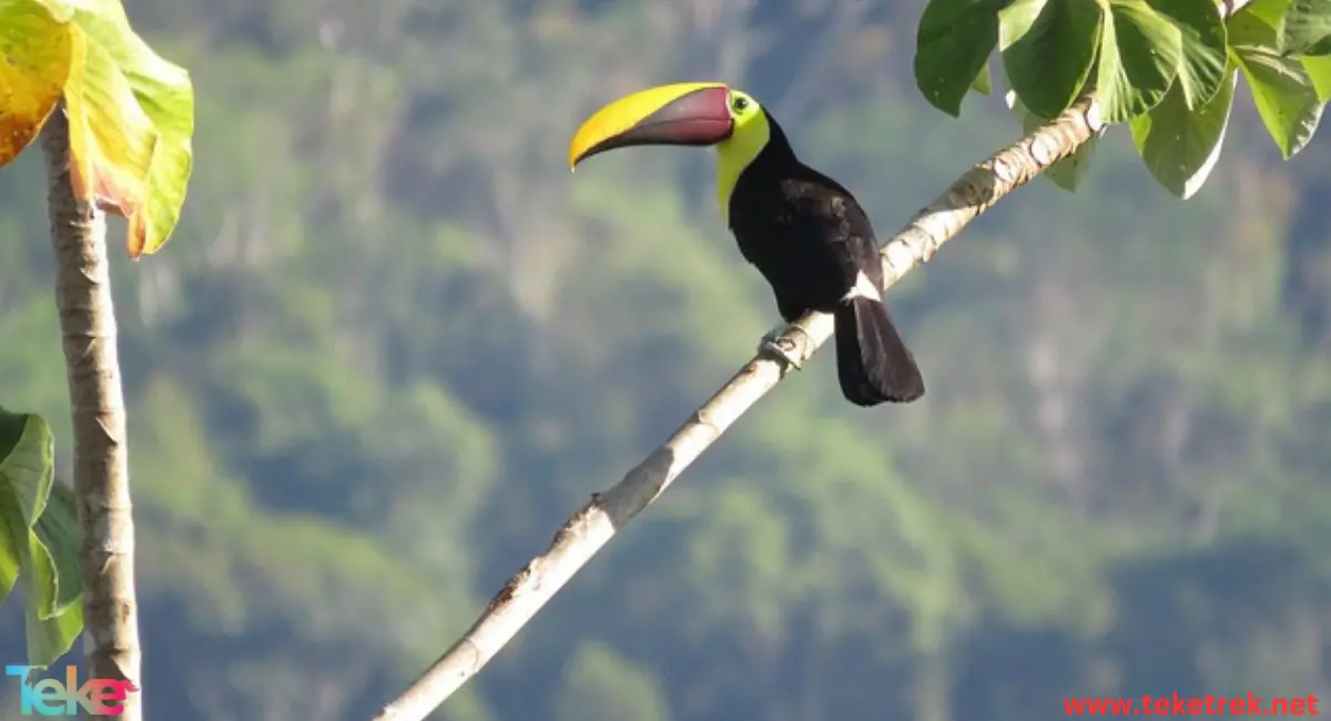 toucan